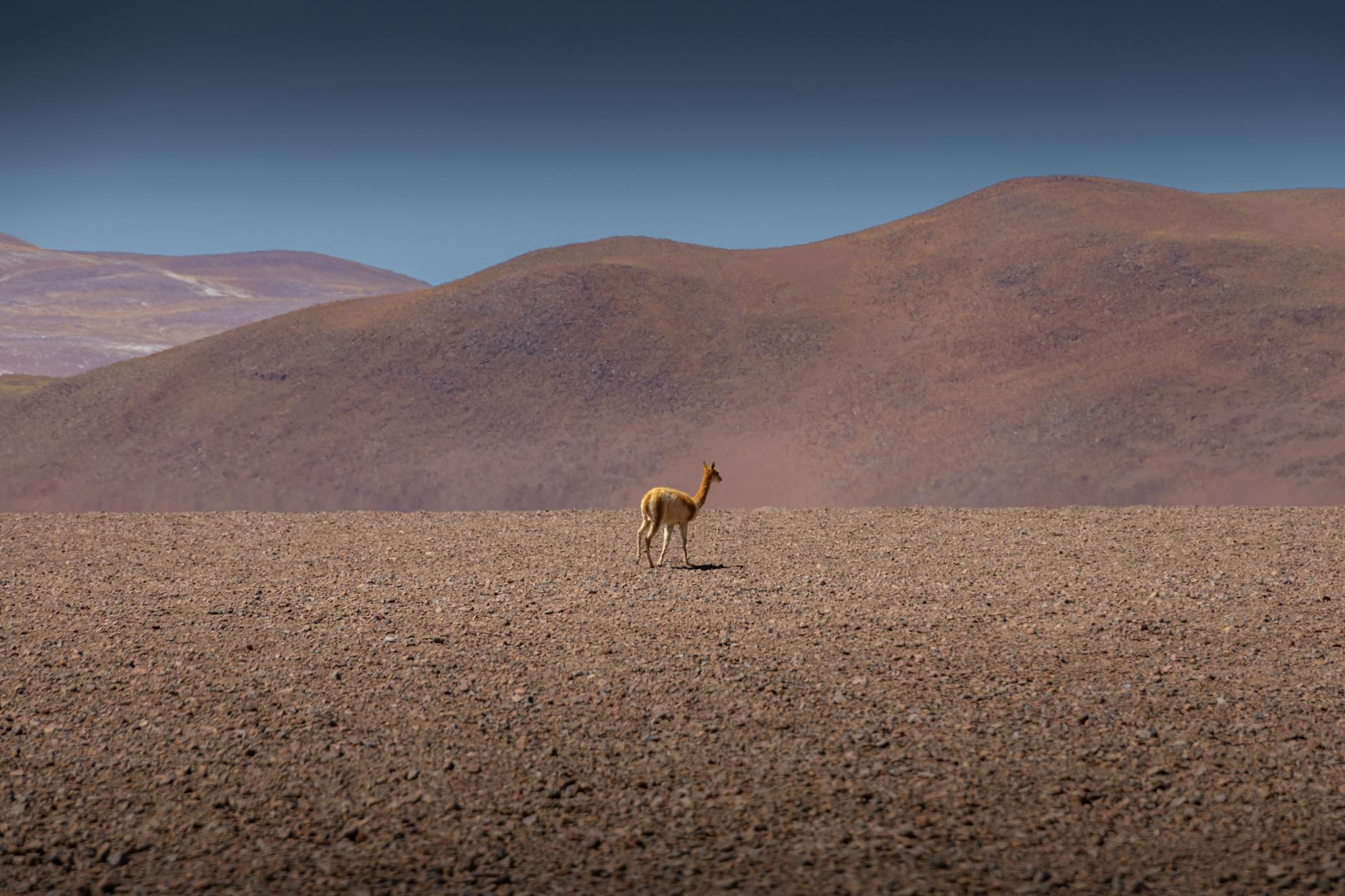 ภาพสรุปทุกขั้นตอนการขอวีซ่าครอบครัว (Family Visa) ชิลี ปี 2025 พร้อมเอกสารที่ต้องเตรียม